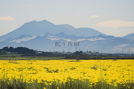旅行黄色背景图片_背景中有黄色花朵的田野和山脉
