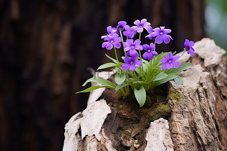 紫色的花朵从两个木树桩之一中生长出来