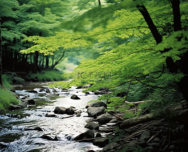 穿过绿色森林的小溪