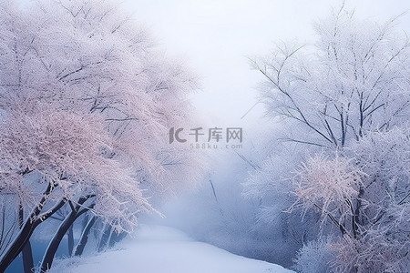 冬日的雾中显示出一条被雪和树木覆盖的道路