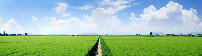 天空自然背景图片_稻田和天空全壁纸16