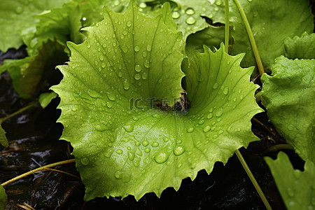 臭甘蓝 植物 蕨类植物