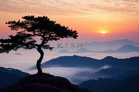 早晨太阳升起背景图片_太阳从山顶的一棵孤树后面升起