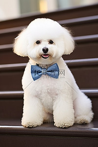 白色贵宾犬背景图片_白色小贵宾犬小狗坐在楼梯上，打着领结