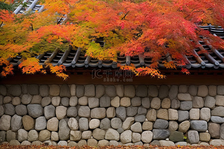 logo书院背景图片_石屋墙上色彩缤纷的秋叶和花朵