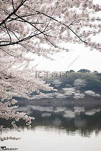 一群樱花树和一个湖正在盛开