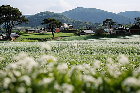自然静修学院背景图片_韩国的一个古老村庄在春天绽放