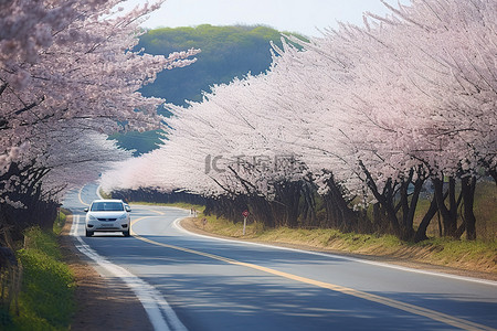 一辆开着樱花树和白花的轿车沿着道路行驶