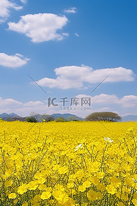 古迹背景图片_一片黄色的花朵和蓝色的天空