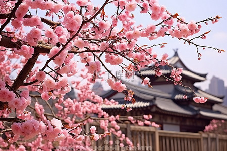 盛开的红梅背景图片_中国石家庄盛开的桃树
