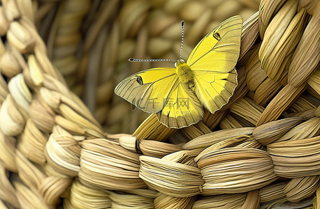 藤背景图片_躺在藤篮上的黄色蝴蝶