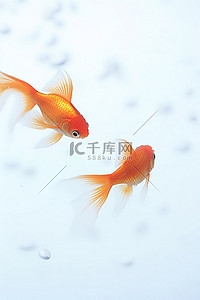 两条橙色的鱼在白色的水中游泳