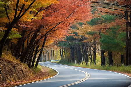 秋天都是背景图片_道路两旁都是红叶树木