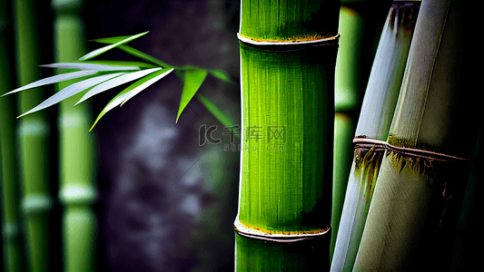 竹子竹叶竹林绿色背景