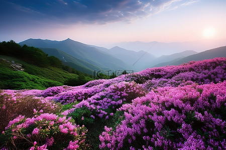 紫紫色花朵的山景