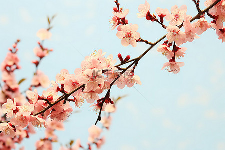 开着的背景图片_树枝上开着一些粉红色的花朵