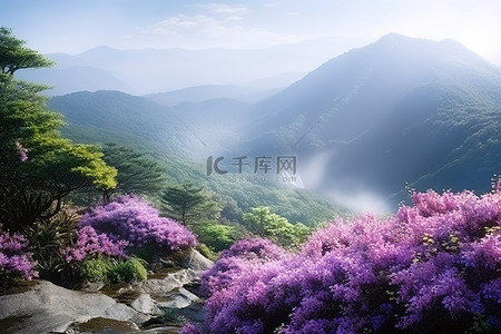 山附近有瀑布的紫色花朵