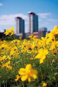 许多黄色的花朵生长在田野里