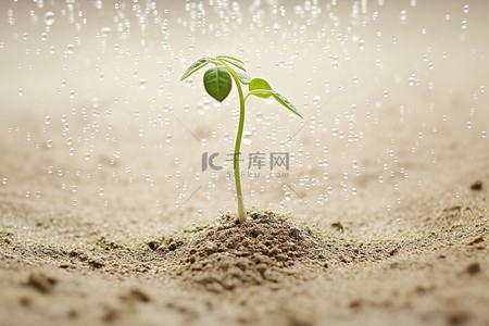 施肥浇水背景图片_沙丘中生长的作物发芽作物的浇水