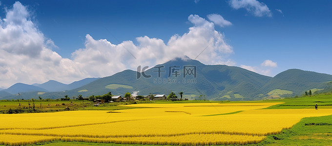 金黄色田野背景图片_背景是蓝天的金黄色田野