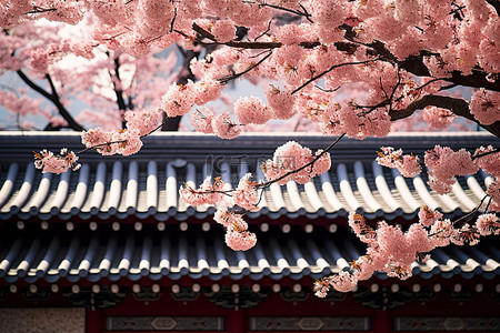 夏季开花季节的首尔寺庙群