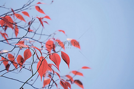 红叶随风飘扬在蓝天上