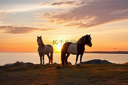 三匹马站在夕阳的岸边