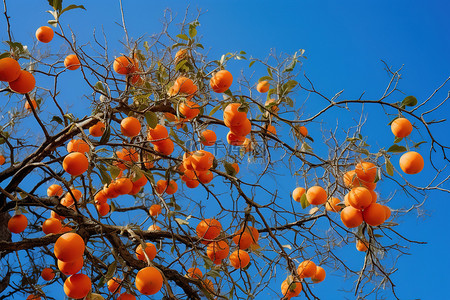 蓝天树上的橙色水果