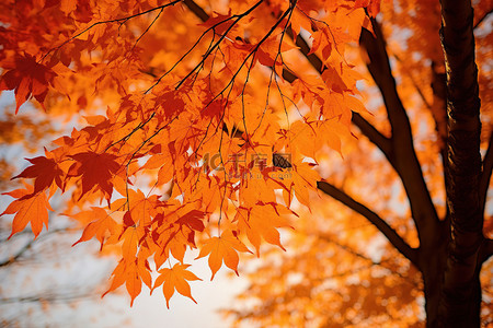 一棵秋天的树，挂着一些橙色的叶子