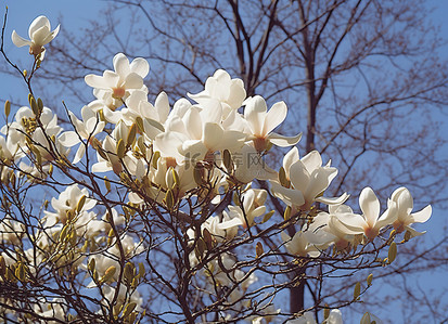 玉兰花树背景图片_白玉兰花与蓝天