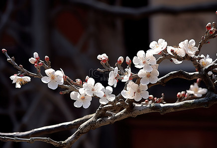 花仙子动图背景图片_树枝上长着一群白色的花