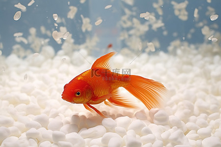 室内热带鱼缸里的橙色金鱼坐在白米中间