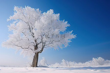 冬天雪覆盖的树