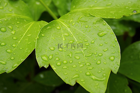 夏天绿叶植物背景图片_绿叶上的 yugetinia glyptostichus aureus 雨滴