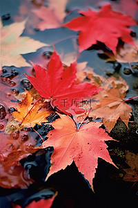 漂浮的落叶背景图片_几片落下的红枫叶漂浮在溪水中