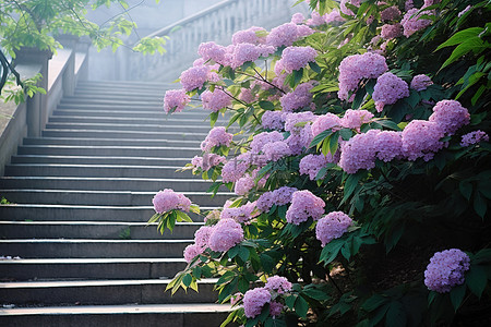 紫色的花背景图片_台阶两边有一棵树，开满了紫色的花