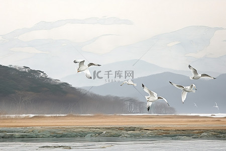 冬天的鸟儿背景图片_白色的鸟儿飞过水面