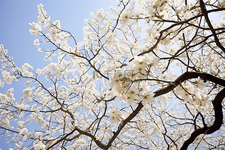 树上开满了白色的花朵，逆天而立