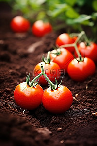新鲜西红柿背景图片_成熟的西红柿生长在花园土壤上
