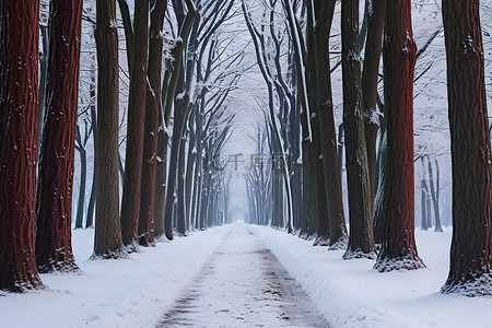 条纹的背景图片_一条道路两旁种满了红色条纹的树木和雪