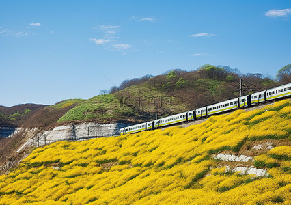 黄色的山坡背景图片_火车沿着开满黄色花朵的山坡行驶
