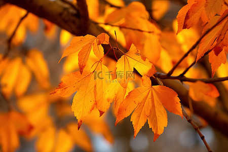 枫叶橙色背景图片_树上叶子的黄色和橙色调色板