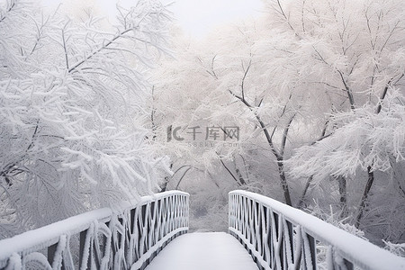 冬天雪景和人背景图片_一棵被雪覆盖的树和暴风雪中的一条走道