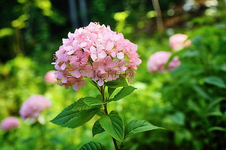 花背景图片_绿色森林中的一簇粉红色花朵