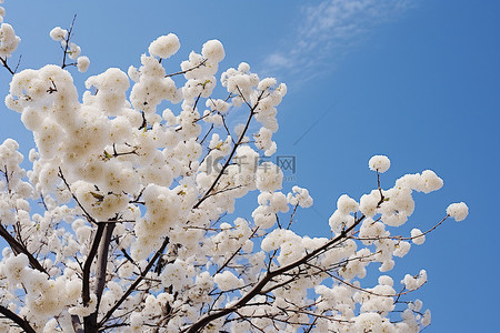 开着的背景图片_一棵开着白花的树，映衬着蓝天
