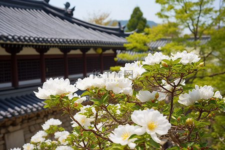 古建筑围墙背景图片_花园里的白花，亚洲房子里有围墙