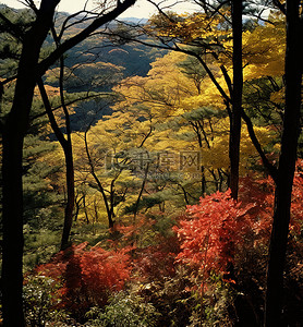 从伦敦北部的 ubojeongeni 山欣赏秋季森林景观