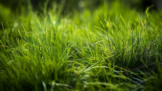 春天大地背景图片_草地青草植物大地