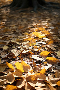 叶子铺在地上