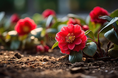 红色的花朵坐在花园里的泥土上